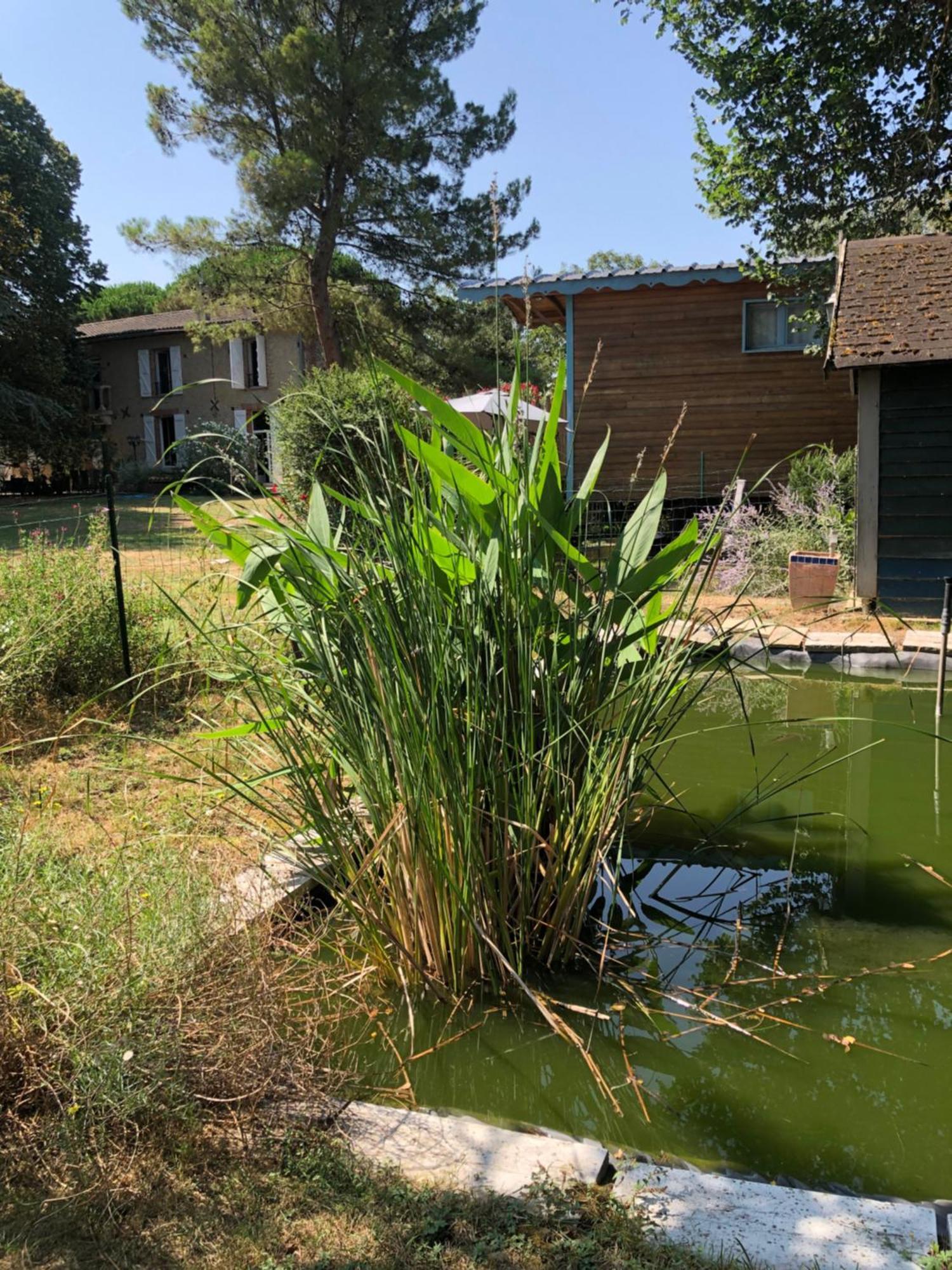 Montesquieu-Lauragais La Bastide De Negra B&B 외부 사진